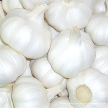 Fresh Pure White Garlic